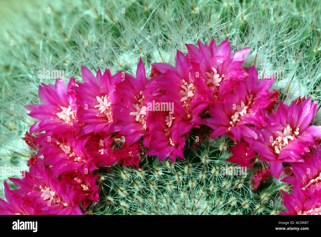 Flowering cactus Denmoza Rhodacantha Argentina Stock Photo
