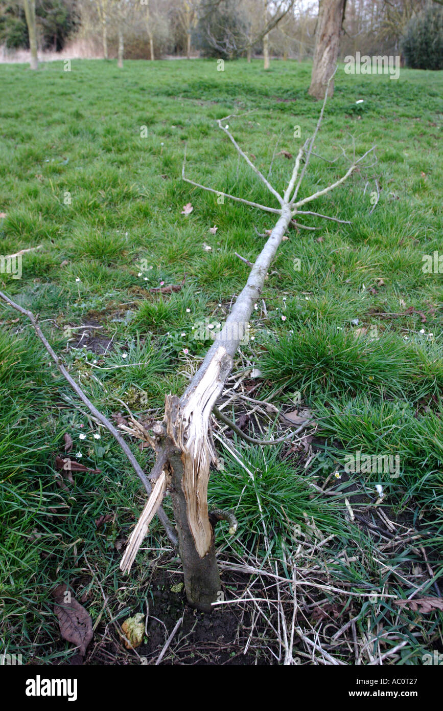 Young sapling planted in arboretum deliberately snapped off by mindless vandals Stock Photo