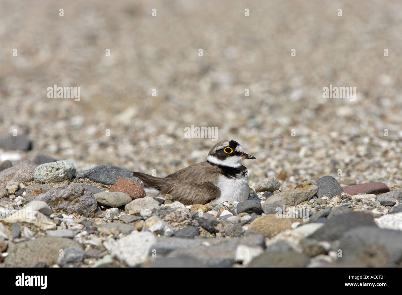 Little Ringed Plover at nest Stock Photo - Alamy