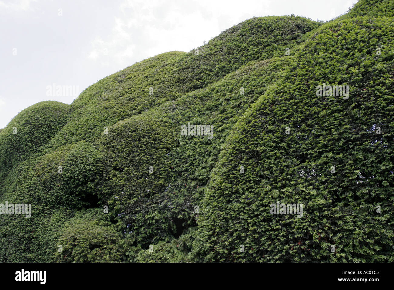 Very high hedges growing beyond rooftop level of neighbouring houses