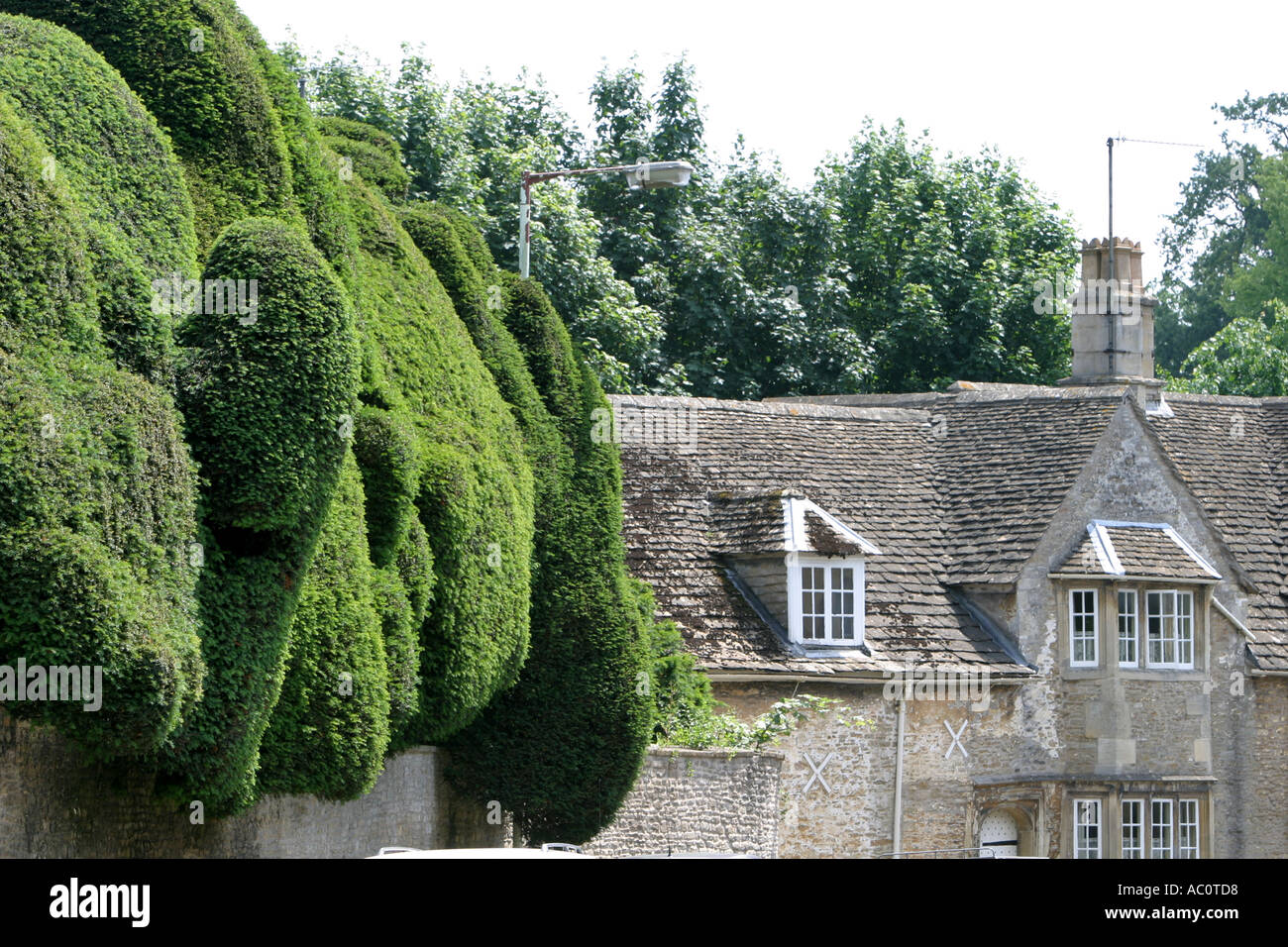 Very high hedges growing beyond rooftop level of neighbouring houses Stock Photo