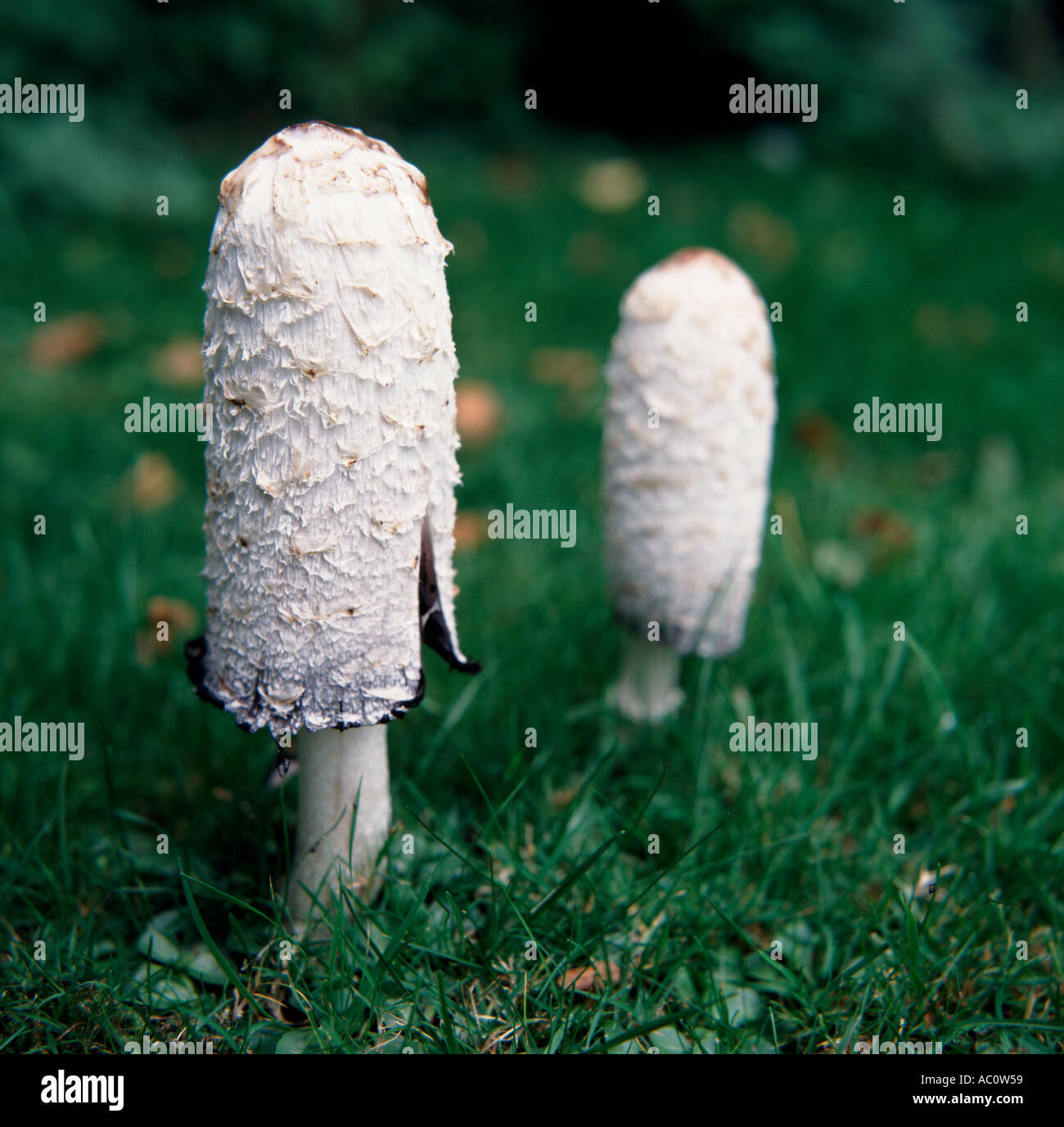 Shaggy Ink Cap or Lawyer s Wig Mushrooms Coprinus Comatus Stock Photo