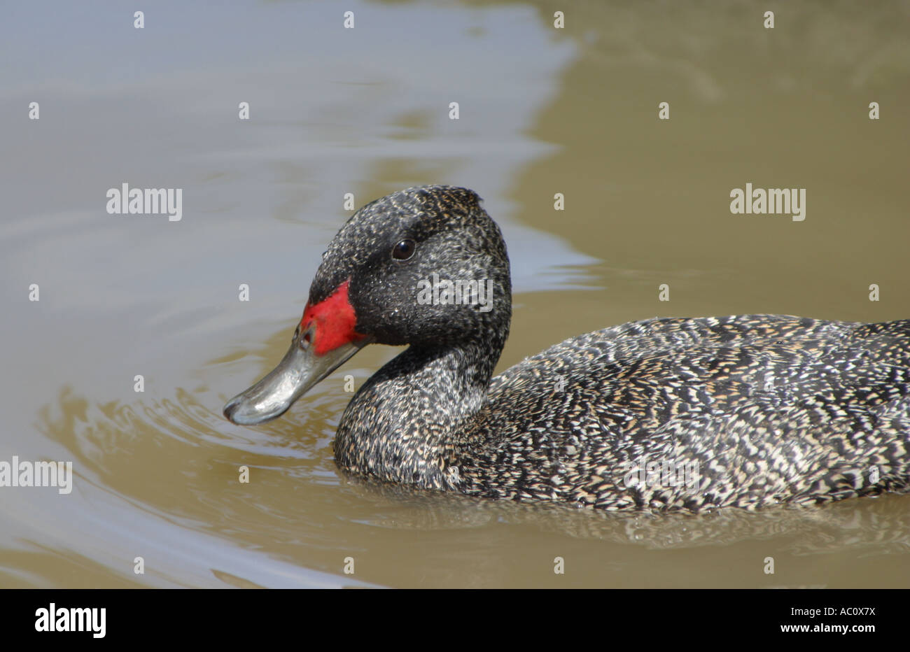 Freckled duck Stock Photo