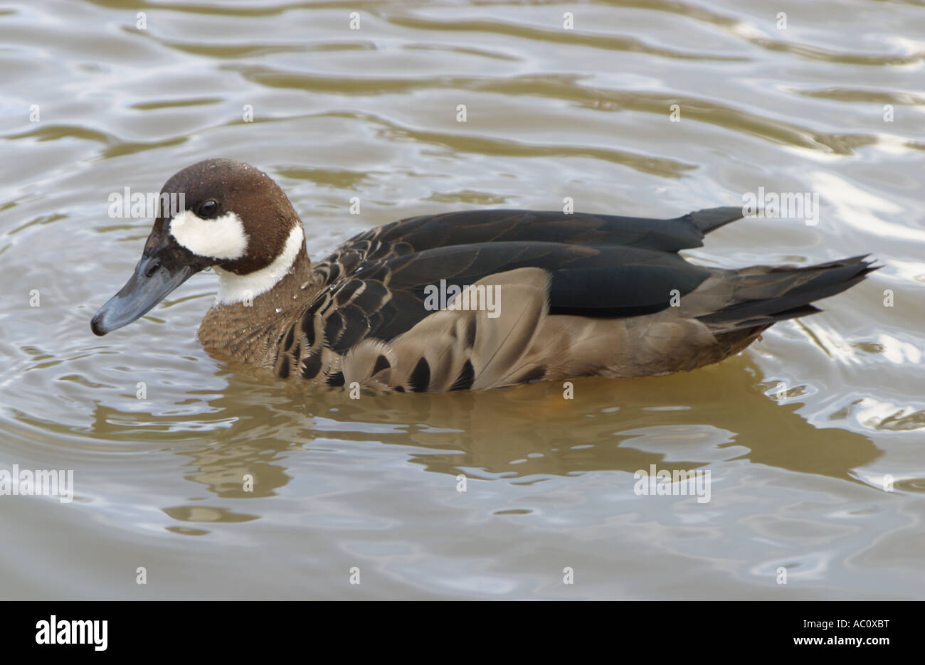 Bronzewinged duck Stock Photo Alamy