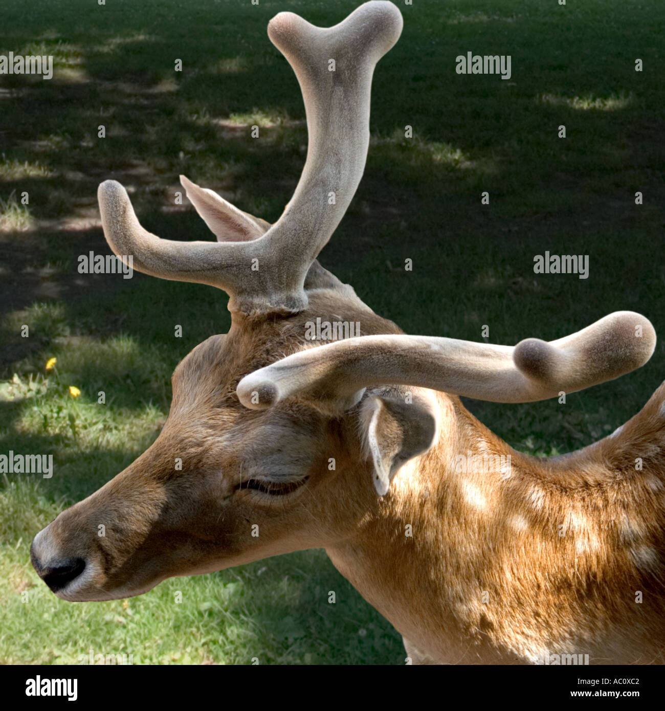 Deer with part grown antlers 'in velvet', Parc du Tete D'Or Lyon France Stock Photo
