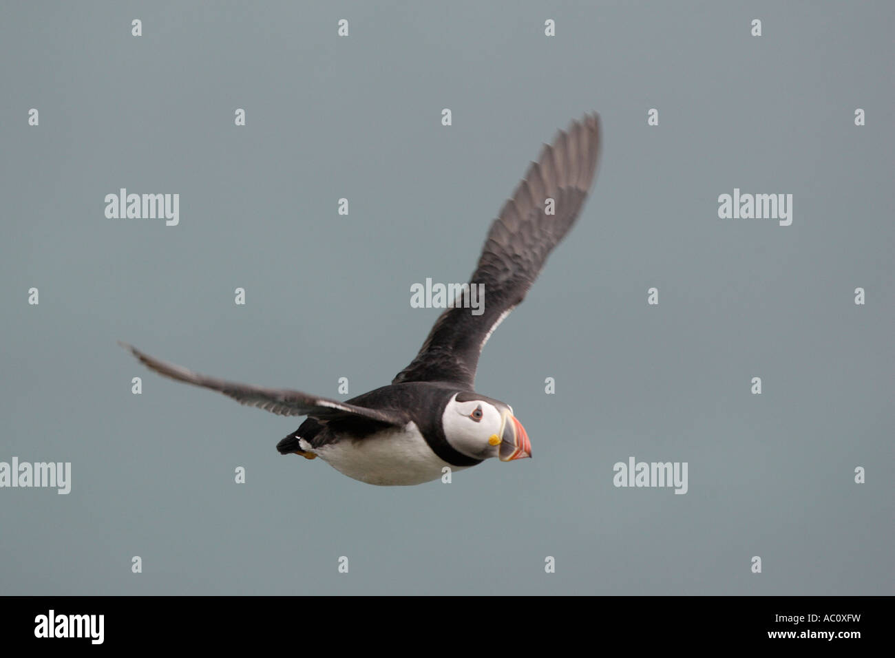 Puffin in flight Stock Photo - Alamy