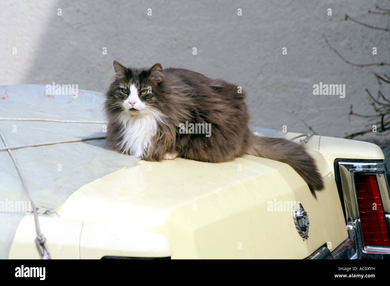 Fat Cat Resting On A Yellow Car On A Lazy Sunday Afternoon Stock Photo Alamy