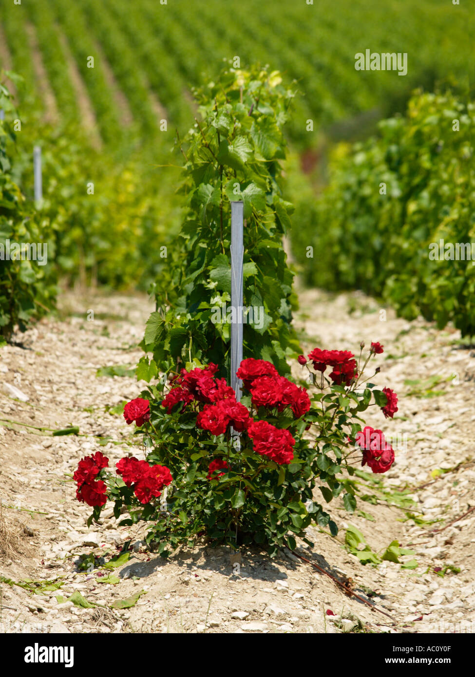 Roses are planted at the end of rows of grapevines in a Champagne vineyard for use as signal flowers Bar sur Aube France Stock Photo