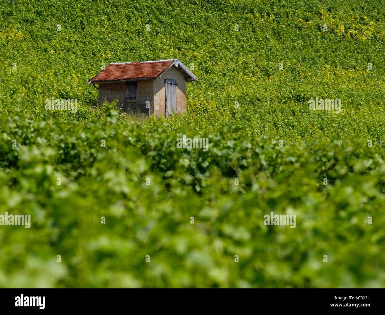 Little old shed in the middle of grapevines growing on the hillside in the Champagne vineyards near Bar sur Aube France Stock Photo