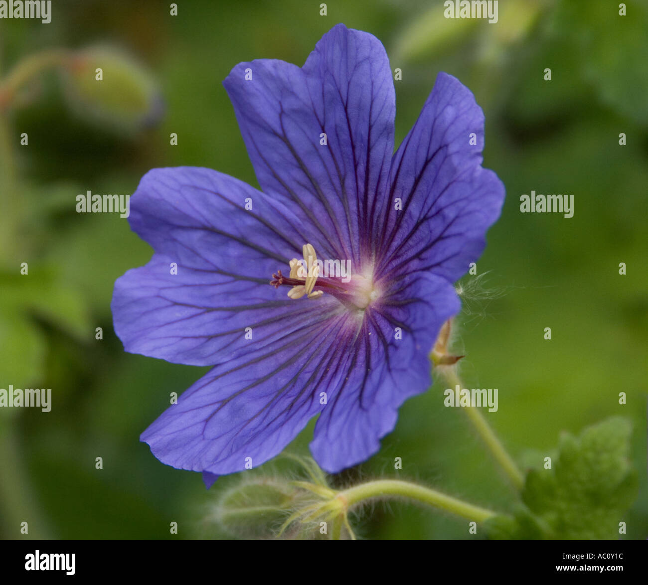 Close up of a geranium flower Blue Blood Stock Photo