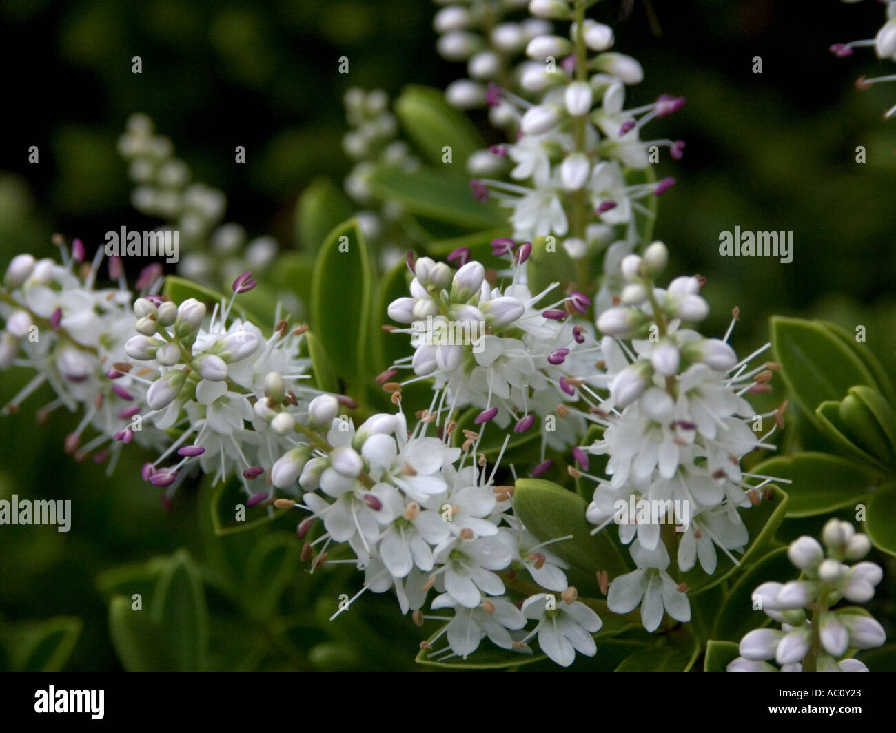 Close up of white hebe pinguifolia 'Veronica' flowers Stock Photo