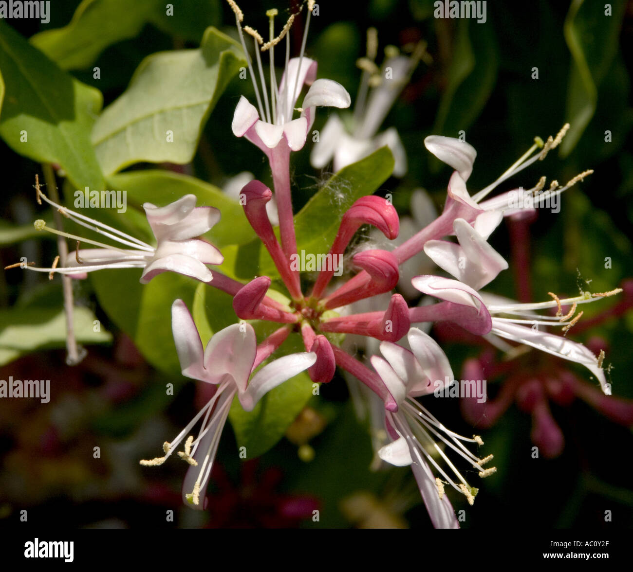 Close up of a Honeysuckle flower fully out Stock Photo