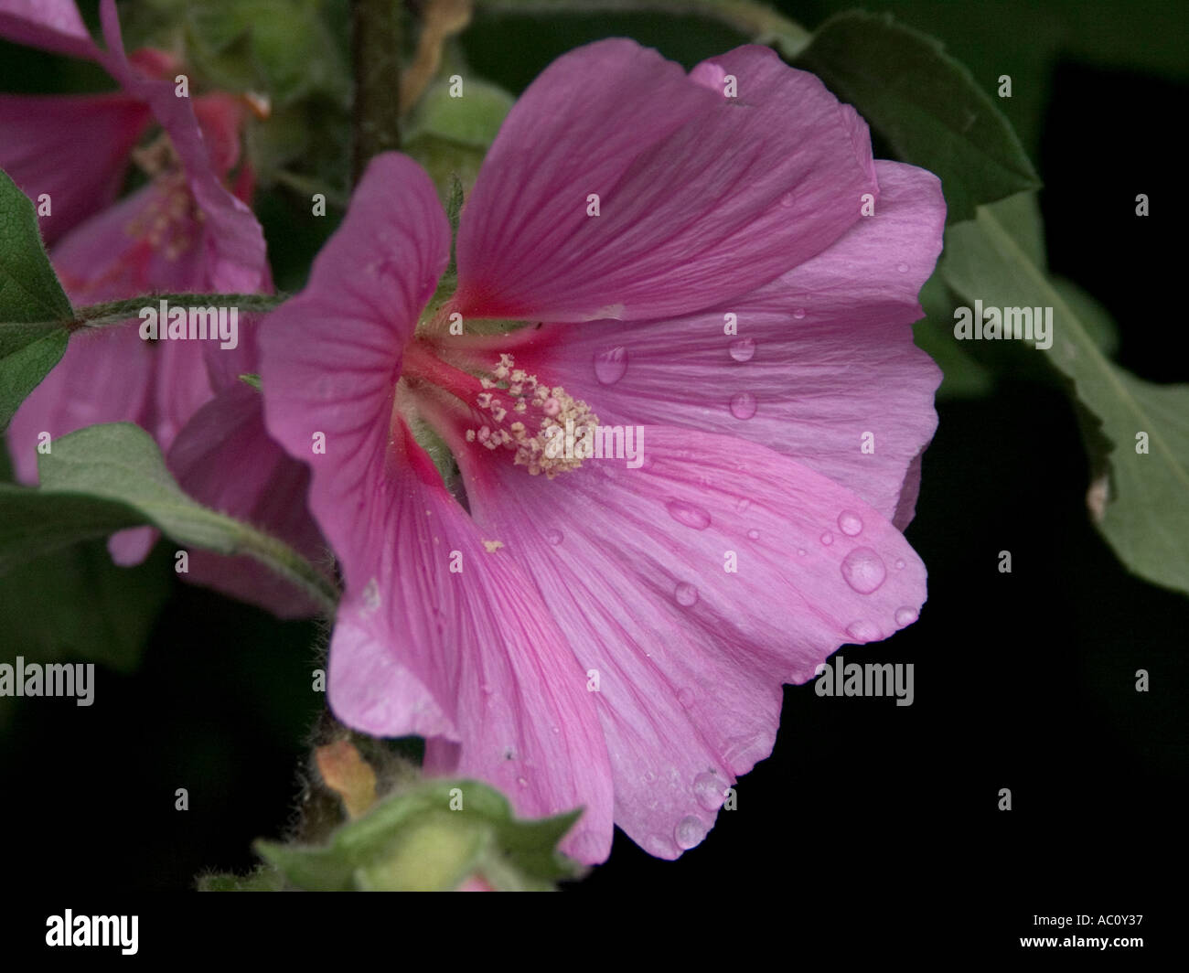 Close up of pink Lavatera Bush Mallow flower Stock Photo