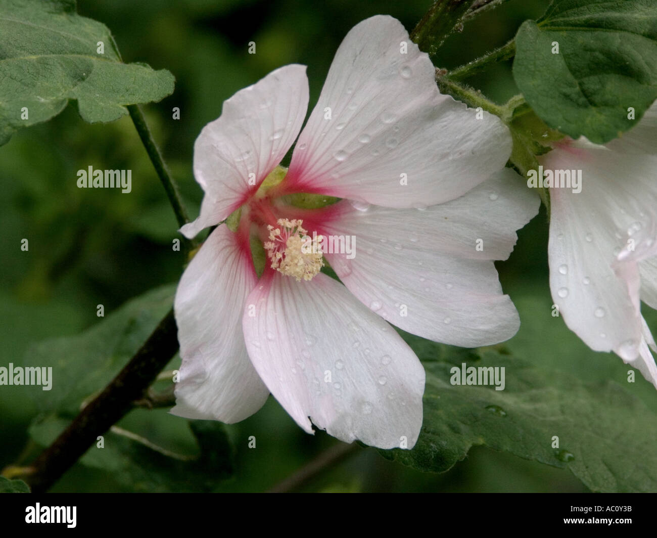 Close up of white and pink Lavatera 'Barnsley' Bush Mallow flower Stock Photo
