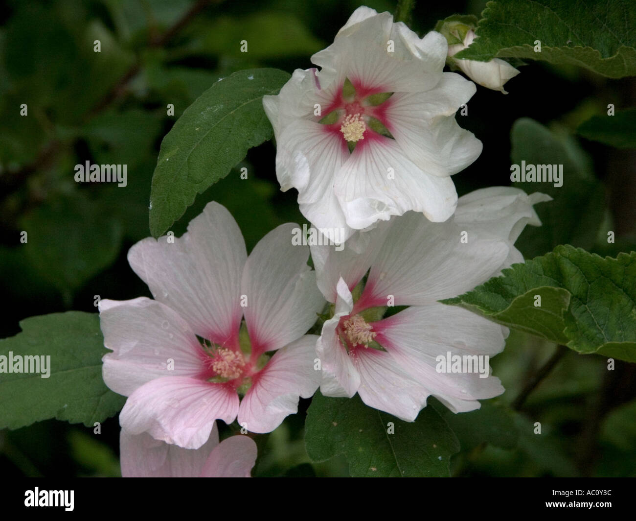 Close up of white and pink Lavatera 'Barnsley' Bush Mallow flowers Stock Photo