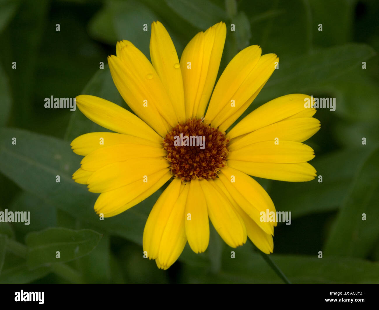 Yellow pot marigold flower (Calendula Officinalis) close up Stock Photo