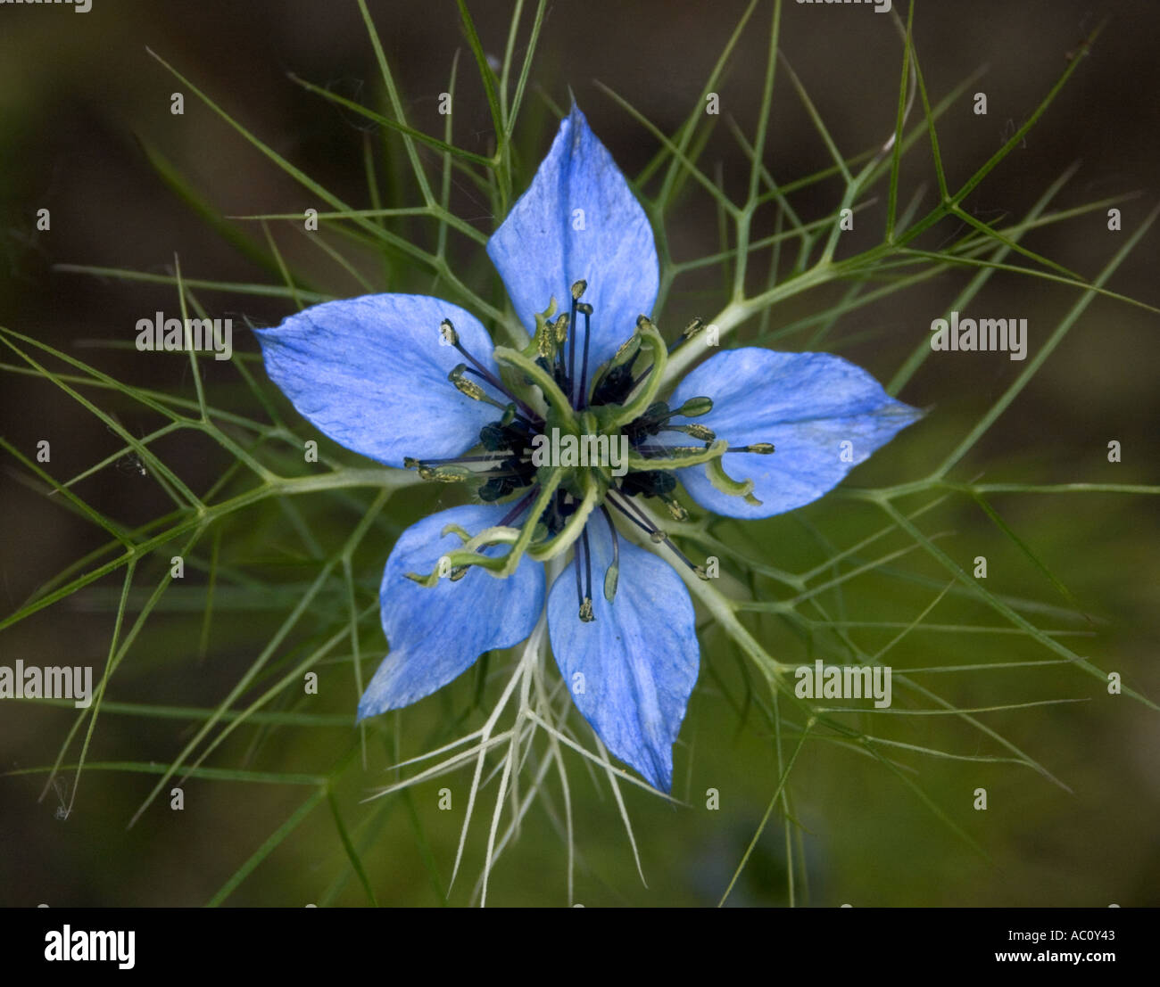 Nigella 'love in the mist' flower close up Stock Photo