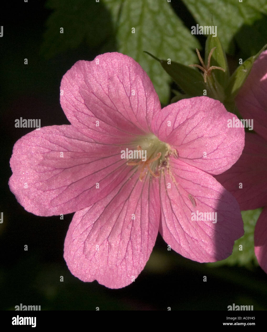 Pink geranium flower Oxonianum A T Johnson Stock Photo
