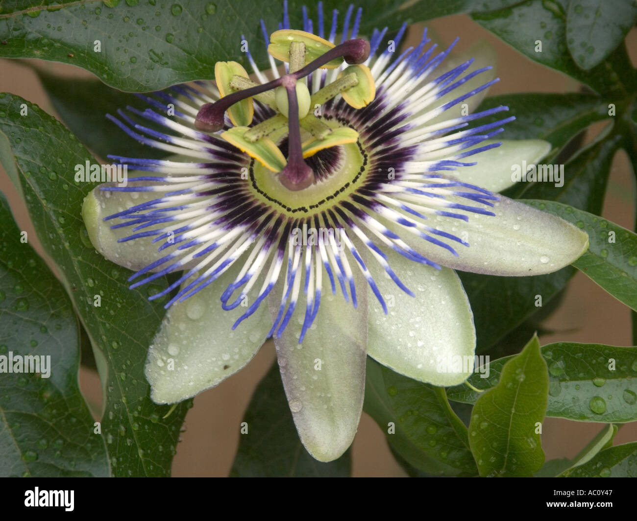 Passion Flower after rain close up Stock Photo