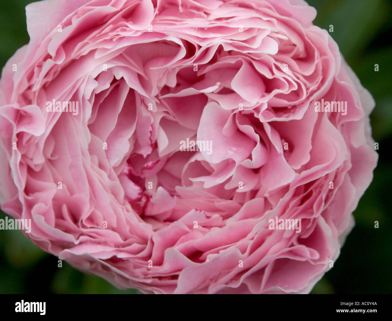 Half opened pink peonie flower close up Stock Photo