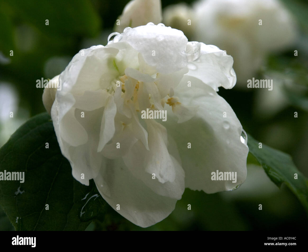 White Philadelphus flower after rain Stock Photo