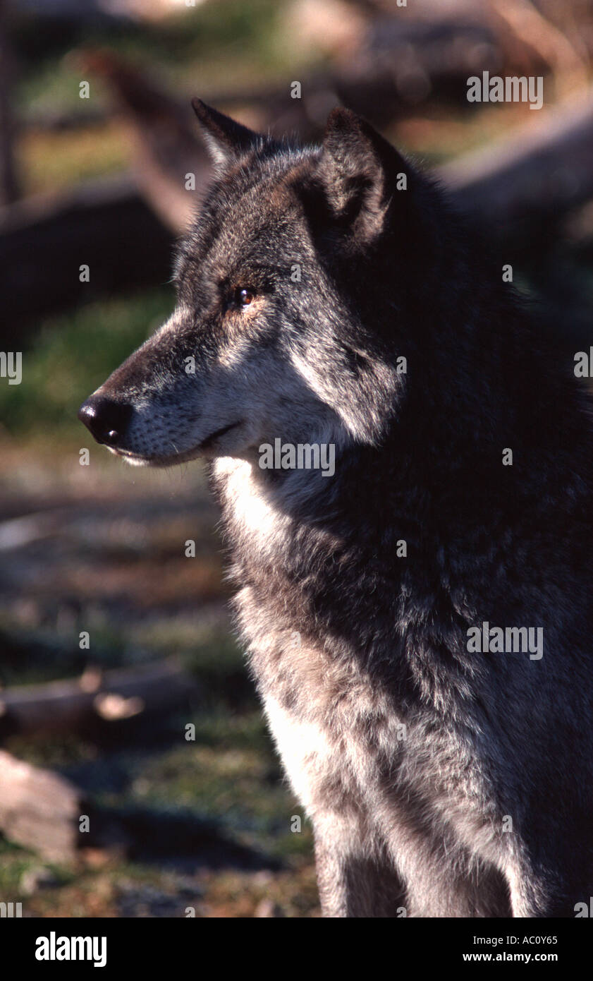 Grey Wolf Reintroduction Area Stock Photo - Alamy