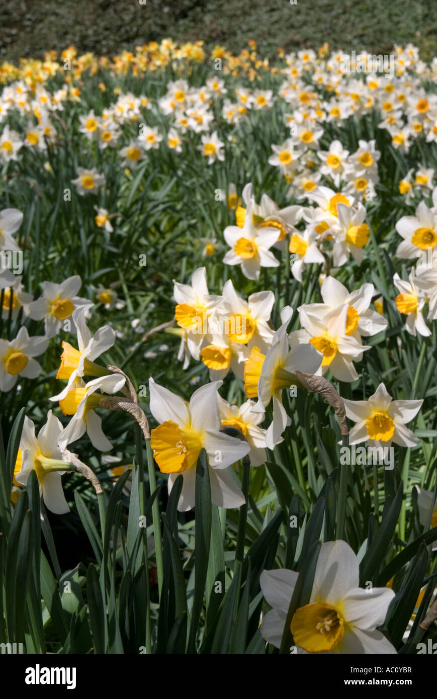 daffodil flower heads in groups of flowering plants Stock Photo Alamy