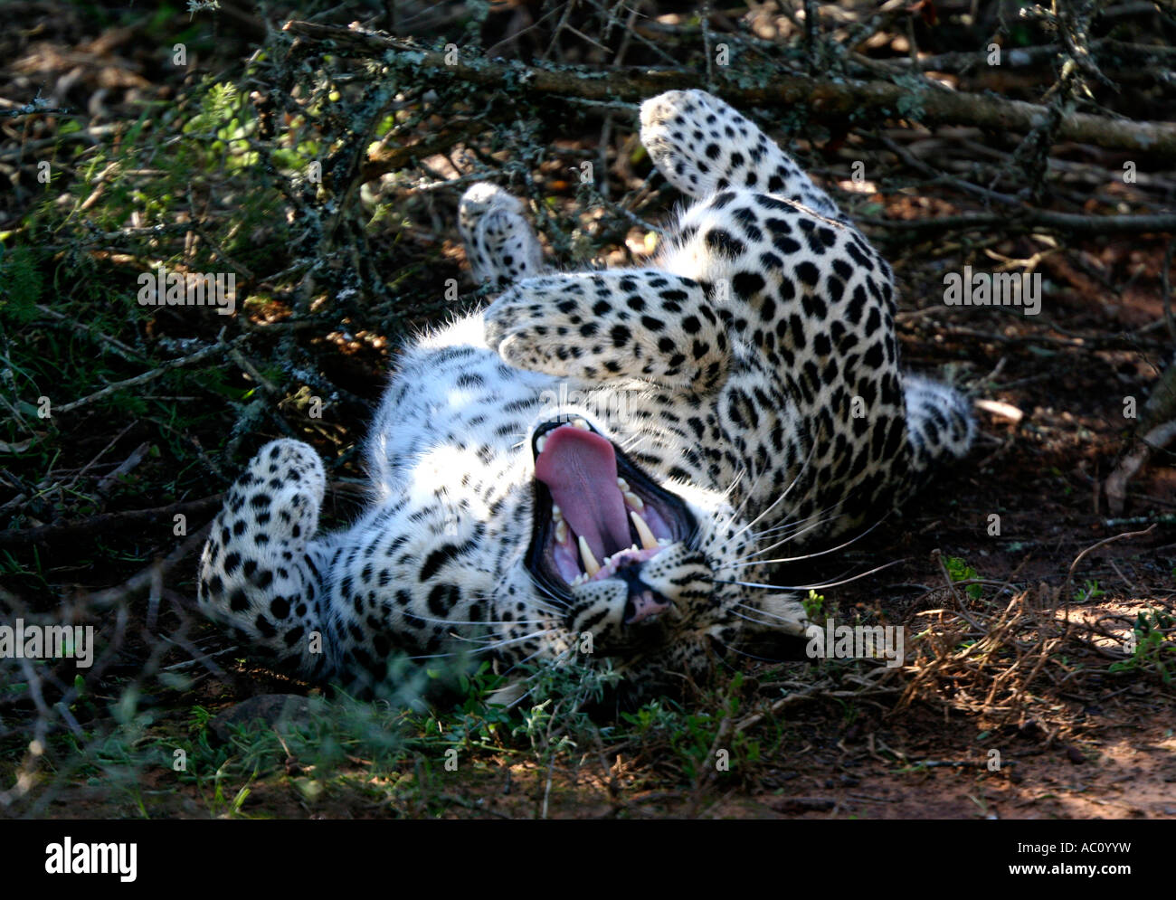 Leopard, Panthera pardus pardus, rolling on back and yawning, Africa ...
