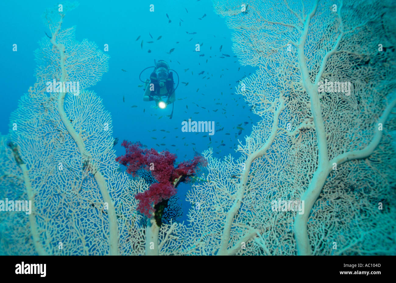 and diver Red Sea spec Stock Photo Alamy
