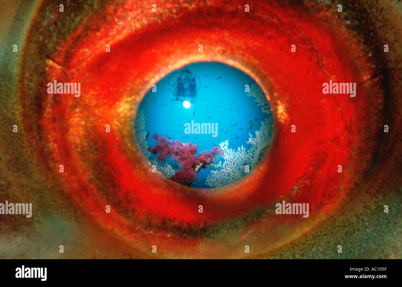 Fish eye Red Sea Stock Photo Alamy