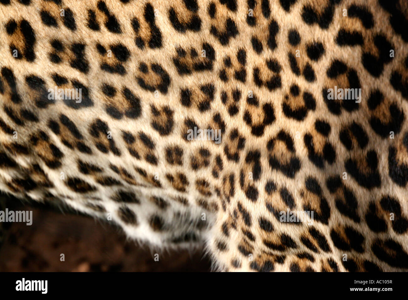 Leopard, Panthera pardus pardus, close up of fur Stock Photo - Alamy