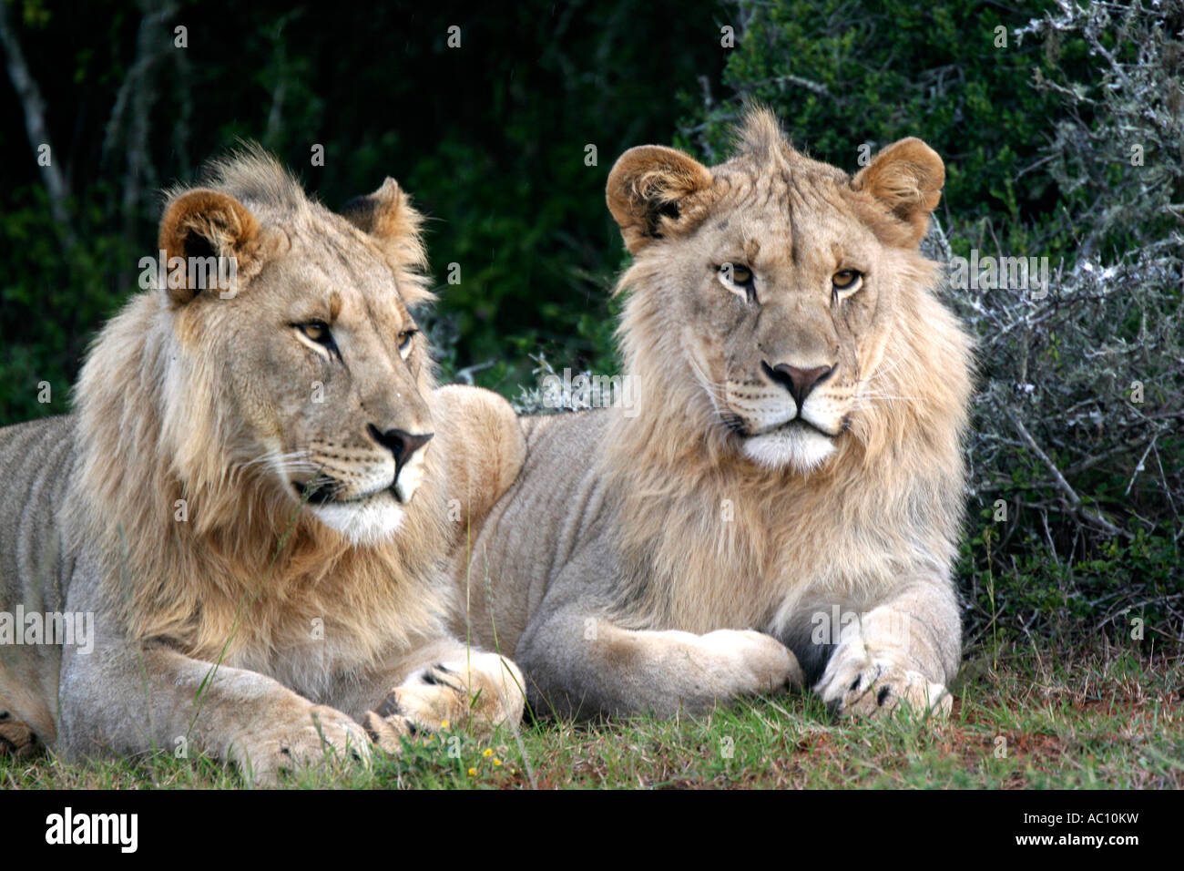 Male Lions, Panthera leo close up of manes Stock Photo - Alamy