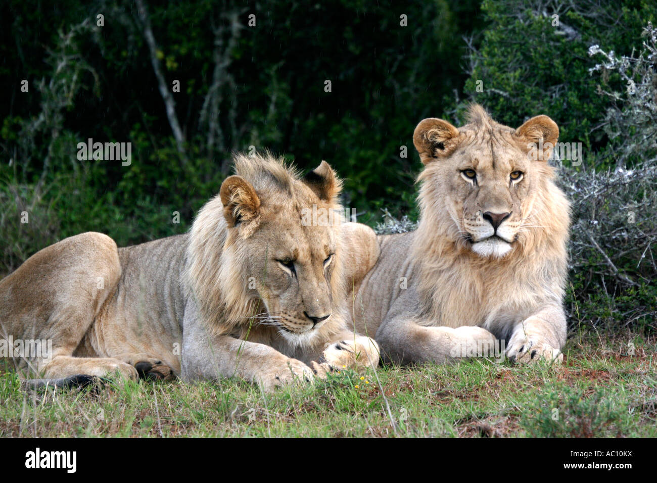 Young male lions, Panthera leo Stock Photo - Alamy