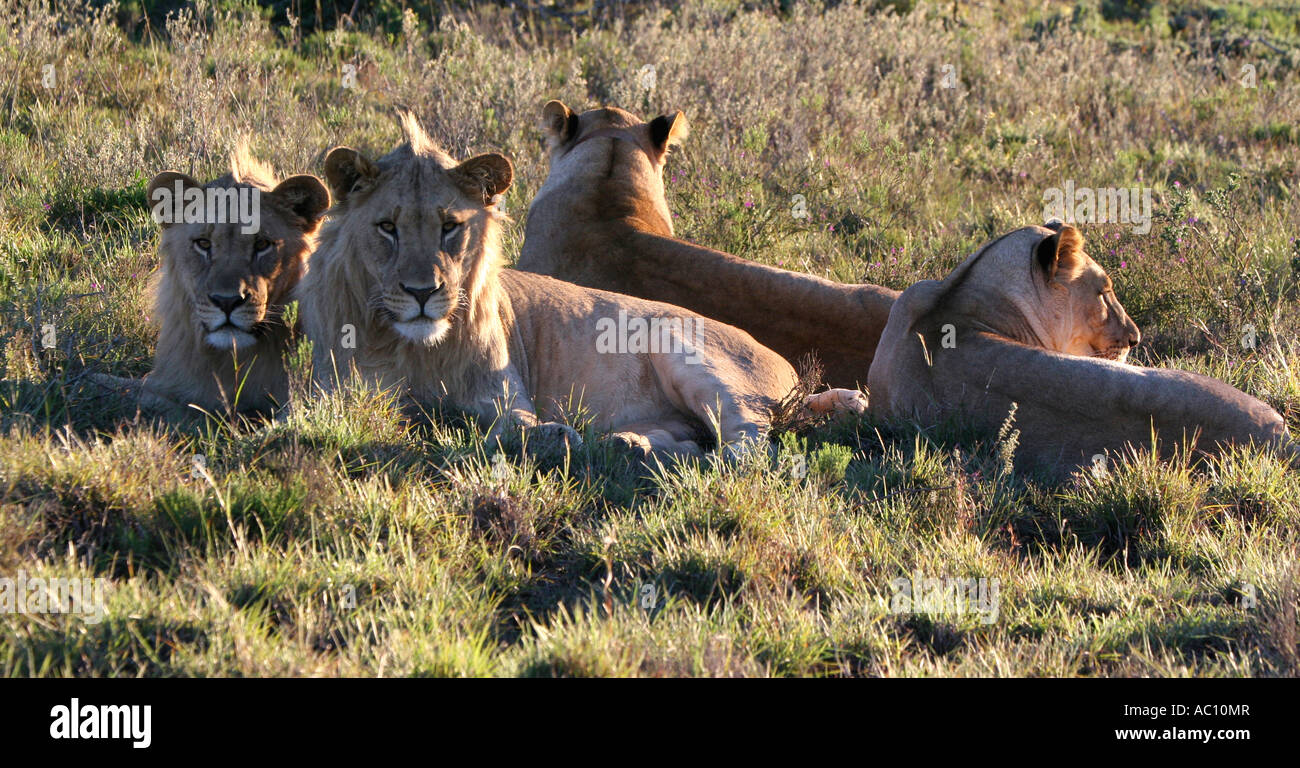 Lions, Panthera leo Stock Photo - Alamy