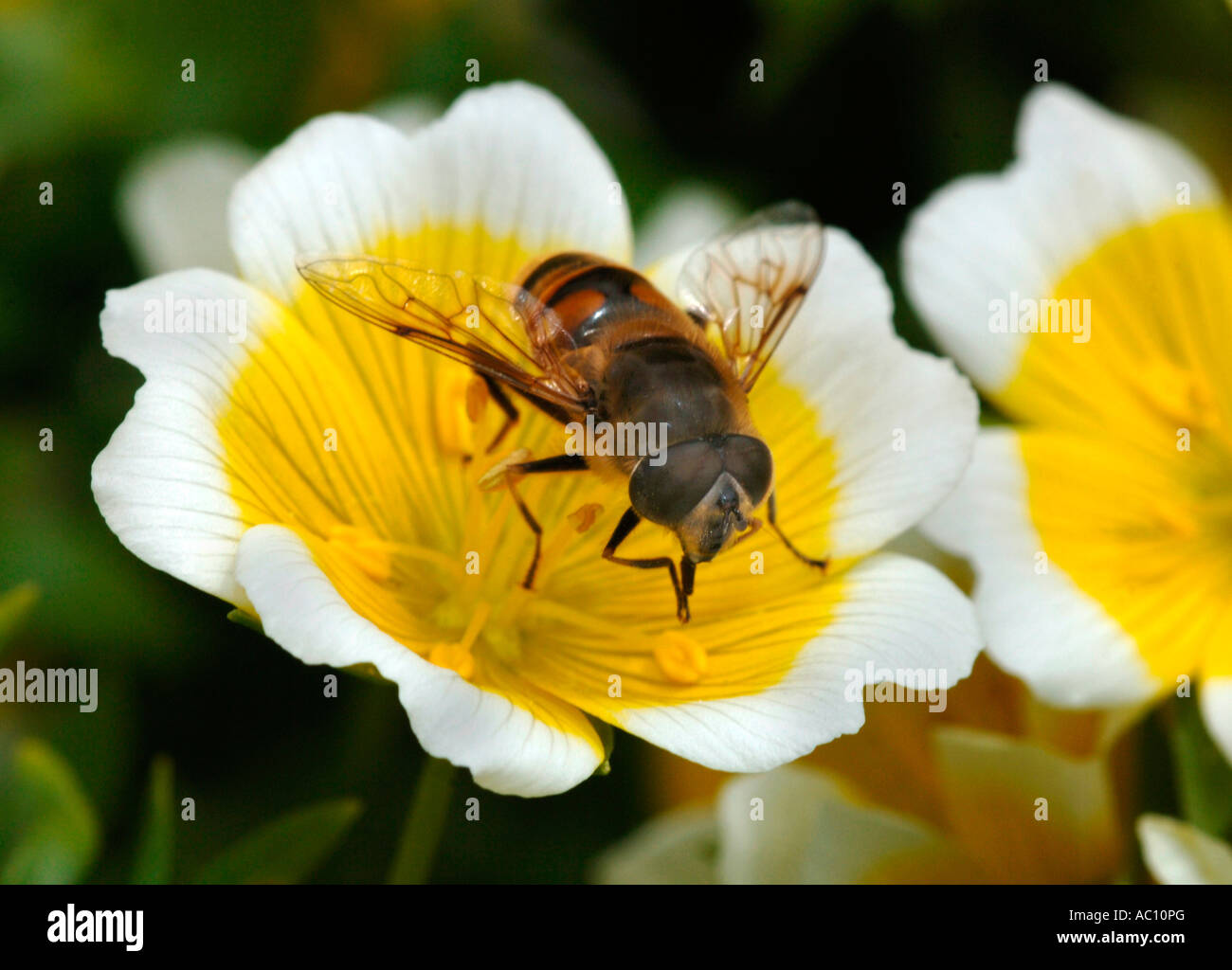 A Hoverfly( Dronefly) On A Poached Egg Plant Flower,After Nectar. Stock Photo