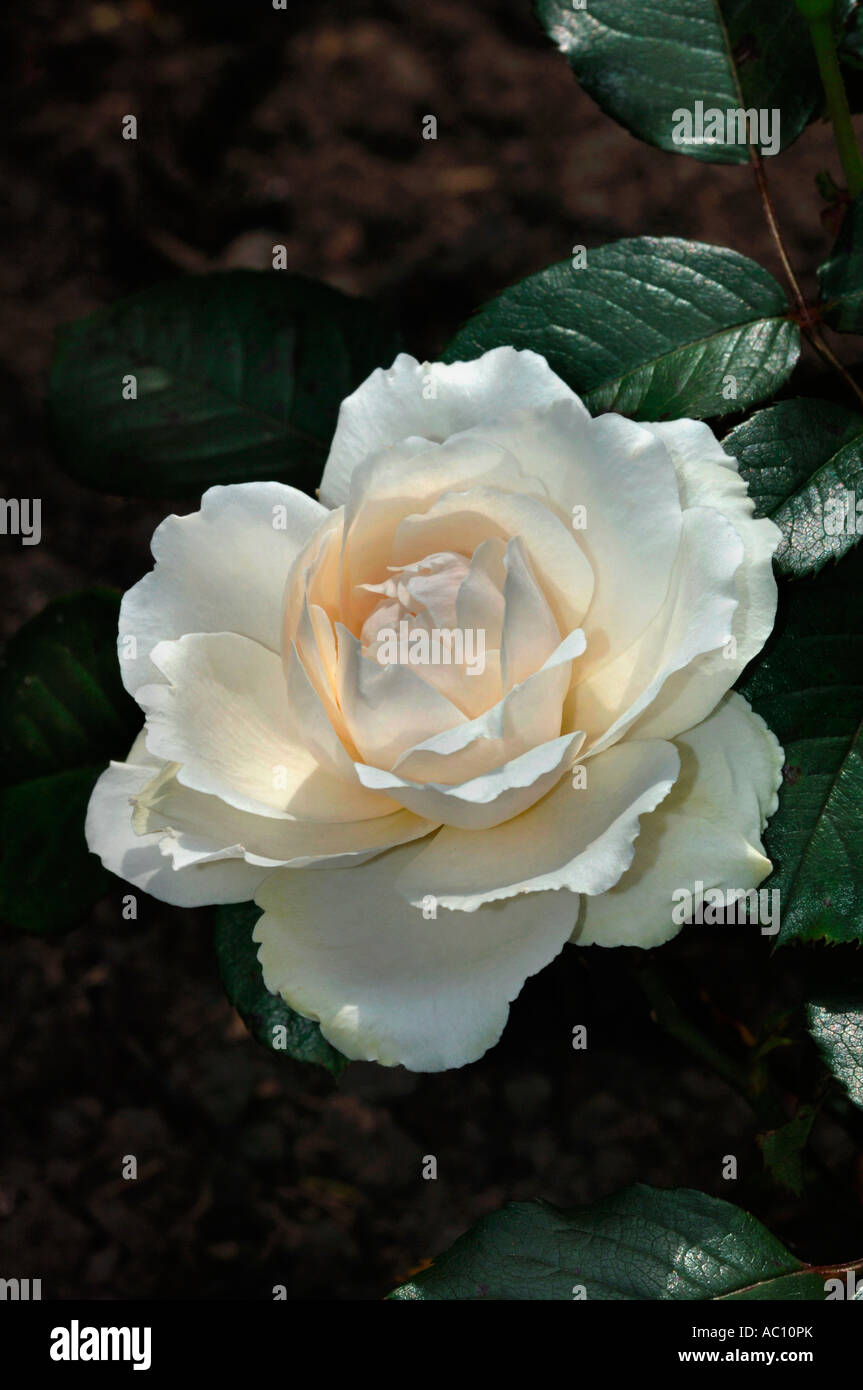 A single white rose hires stock photography and images Alamy