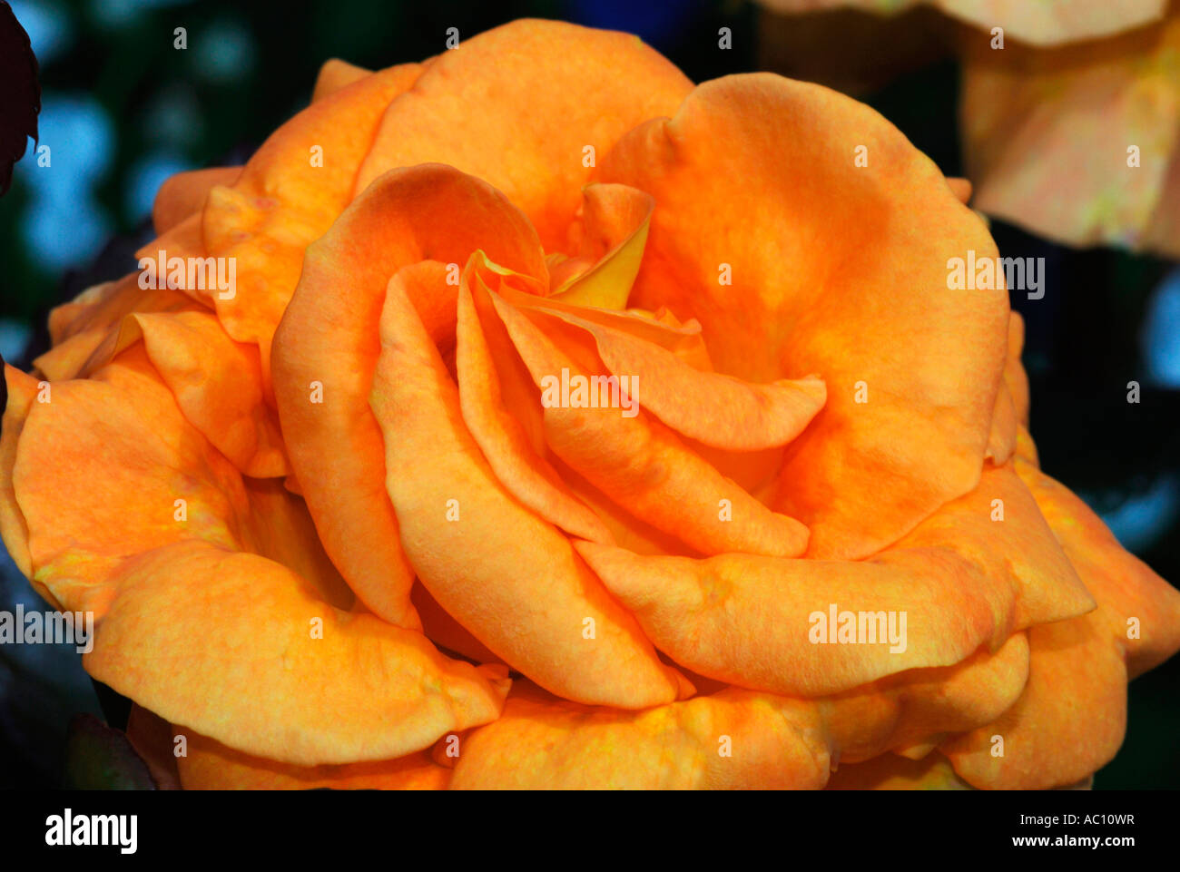 Yellow Orange Rose,Named Sunset Stock Photo Alamy
