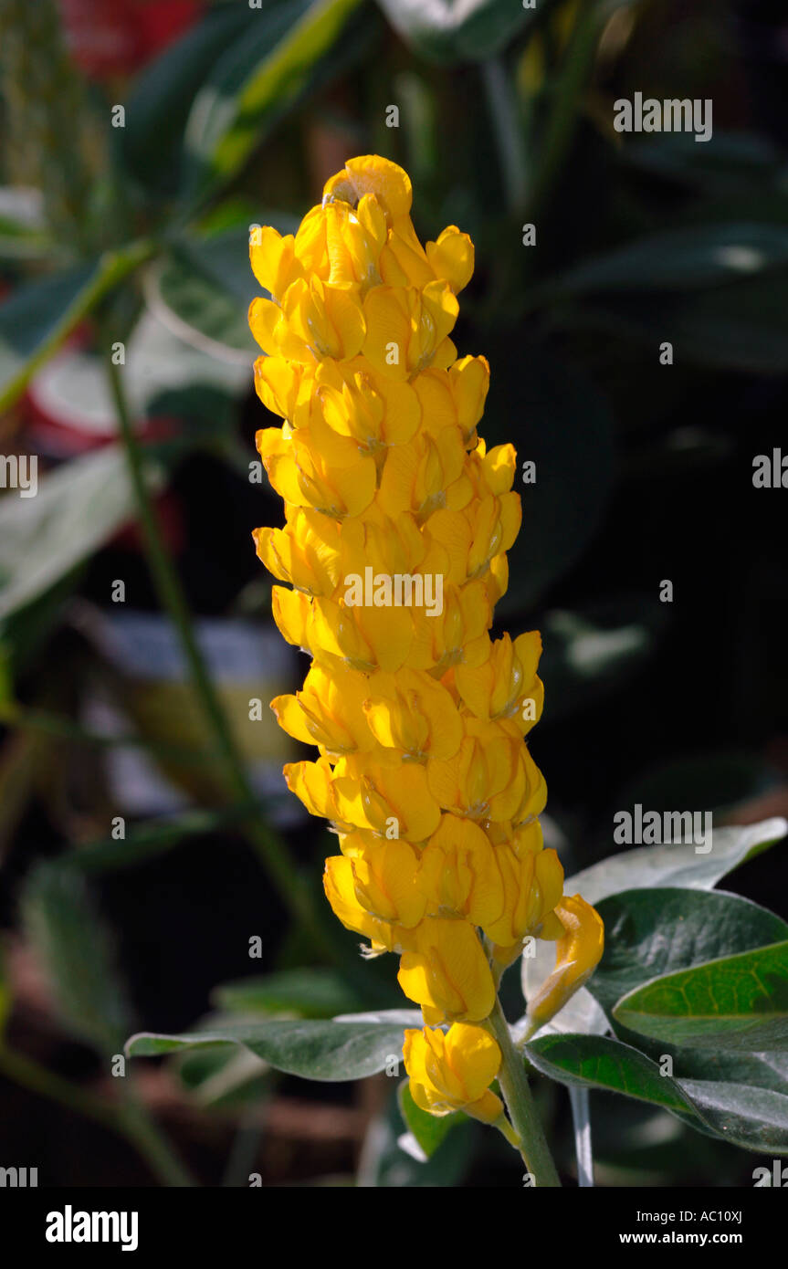 Cytisus Battandieri Flowers. Stock Photo