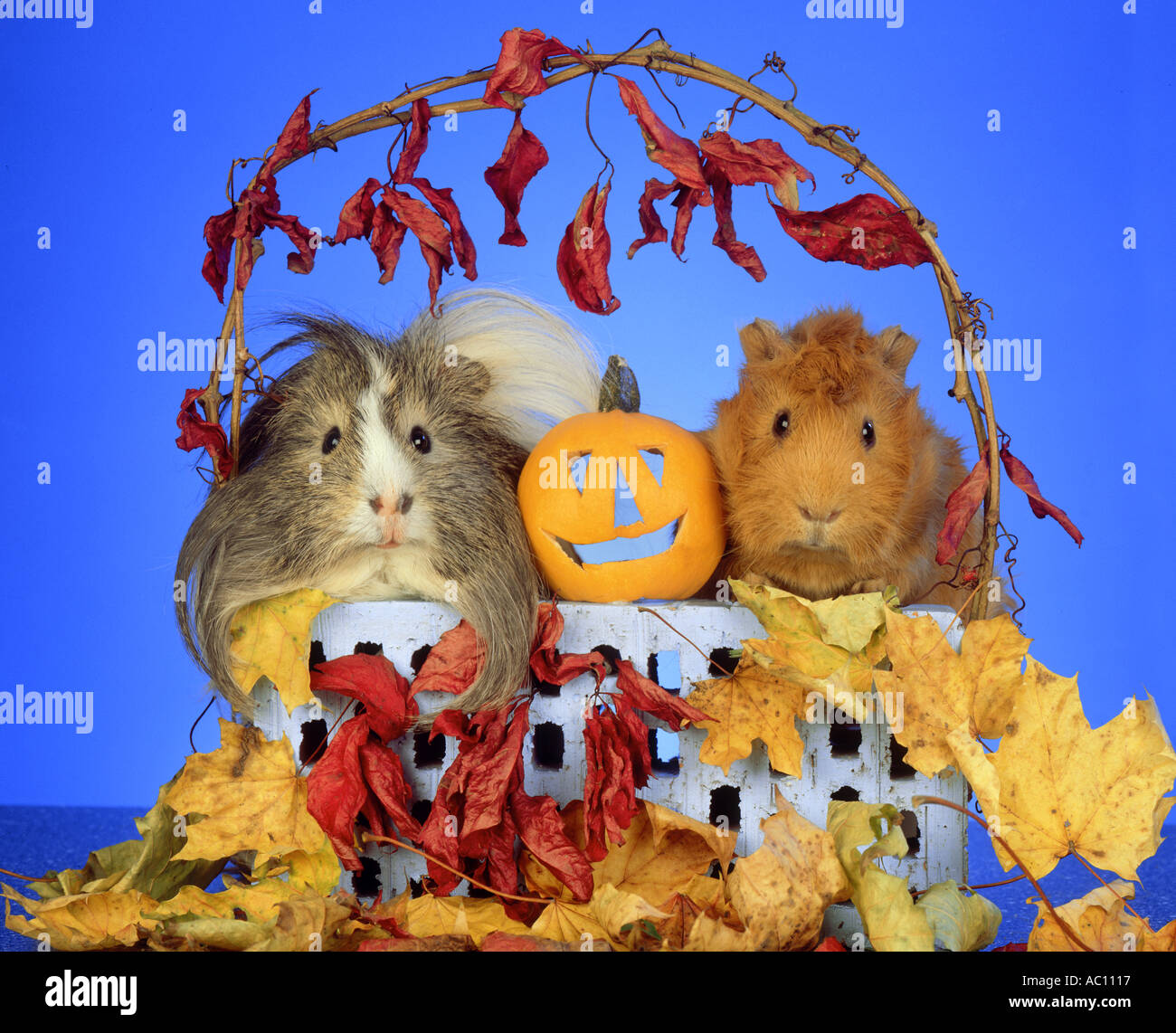 Beautiful view of Guinea Pig Pumpkin And Radish Recipes
