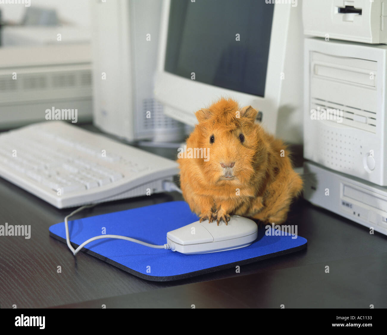 guinea pig and computer mouse  Stock Photo