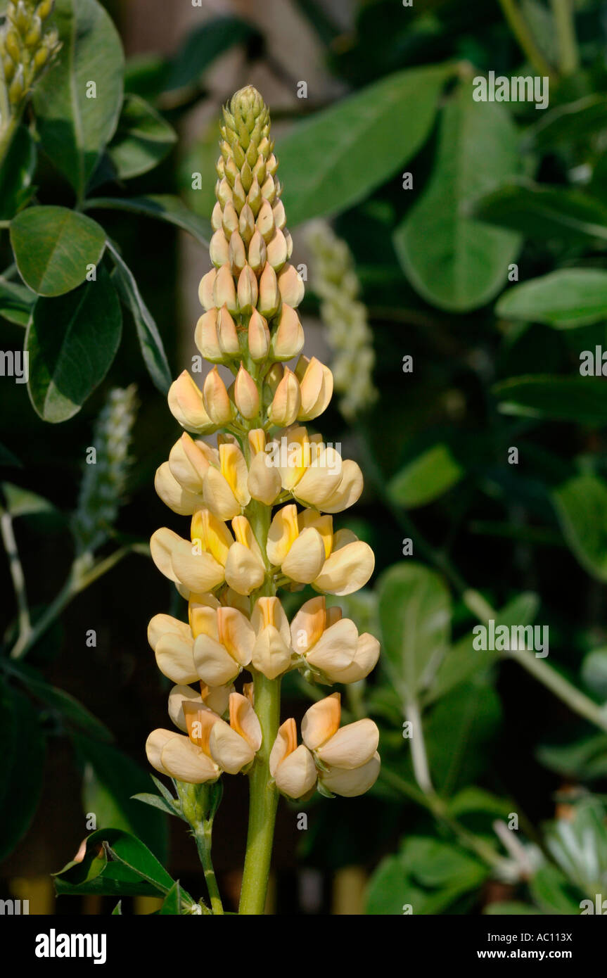 Lupins Chandelier Plant,With Yellow  & Cream Petals. Stock Photo