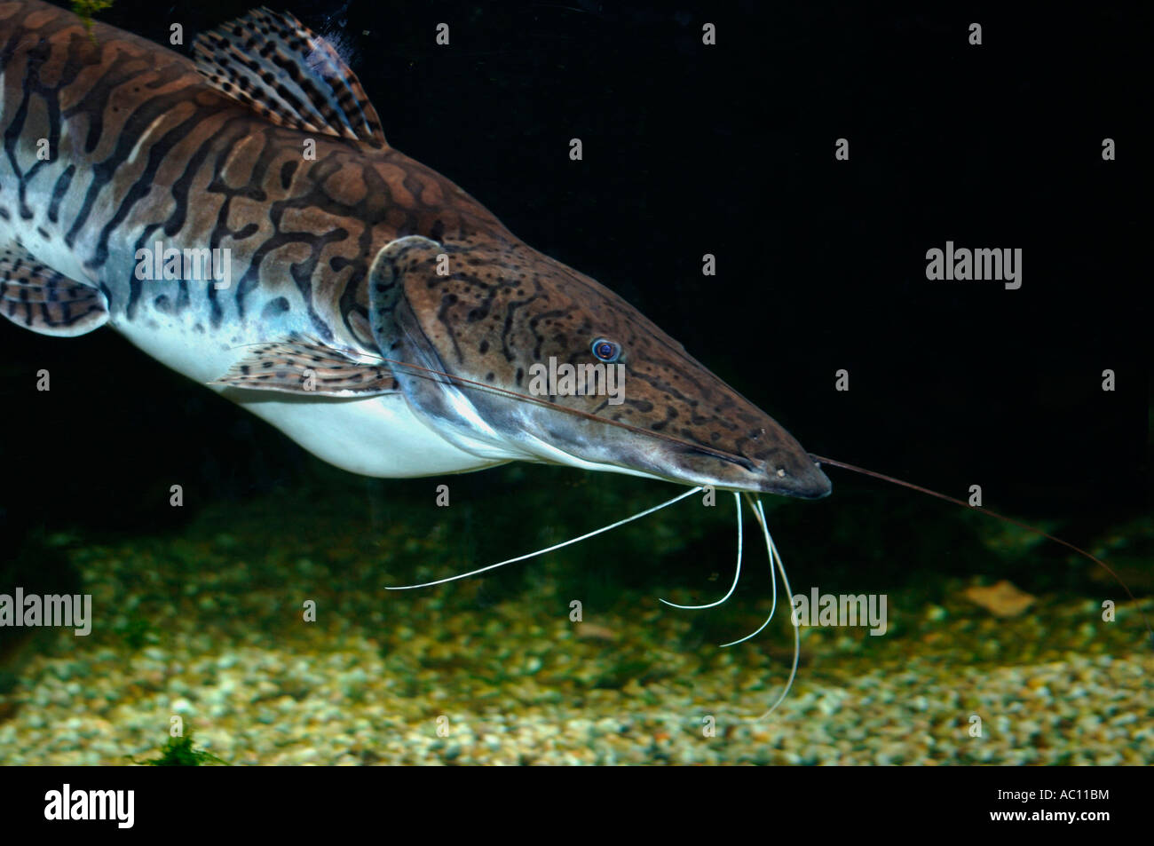 Tiger Shovelnose Catfish.(Pseudoplatystoma fasciatum). Stock Photo