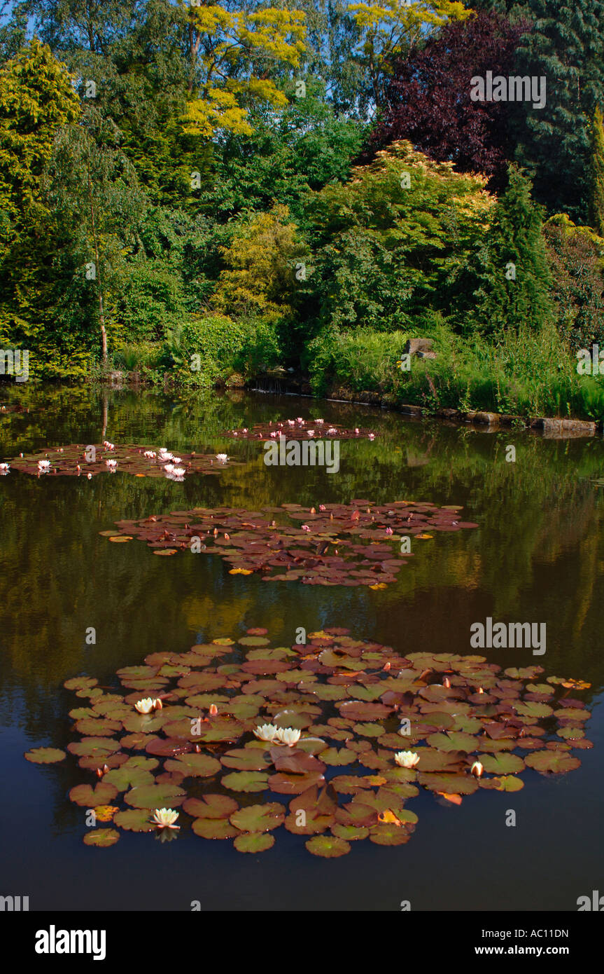 Water Lilys On A Pond,In A countryside Enviroment. Stock Photo