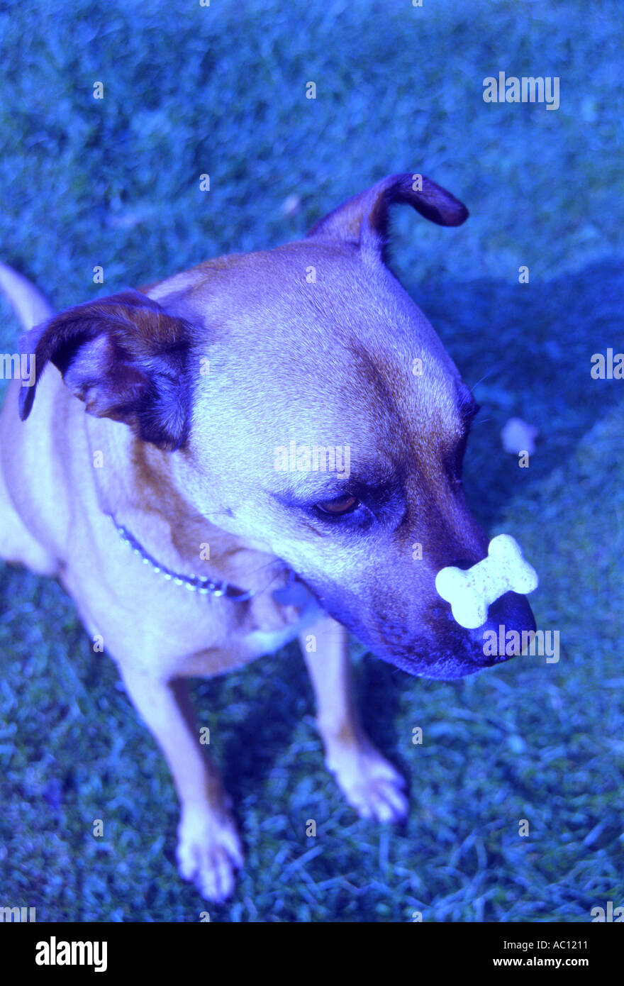 Dog biscuit 5 Stock Photo Alamy