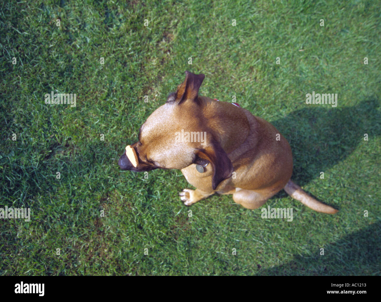 Dog biscuit 6 Stock Photo Alamy