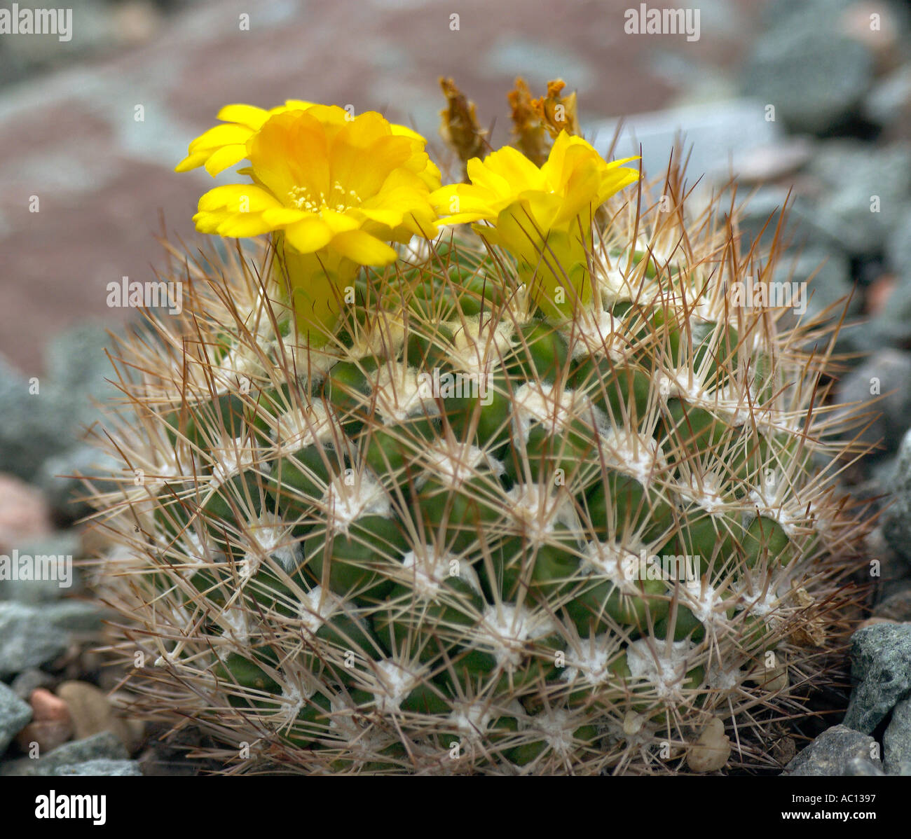 Cactus Rebutia Neocumingii Stock Photo