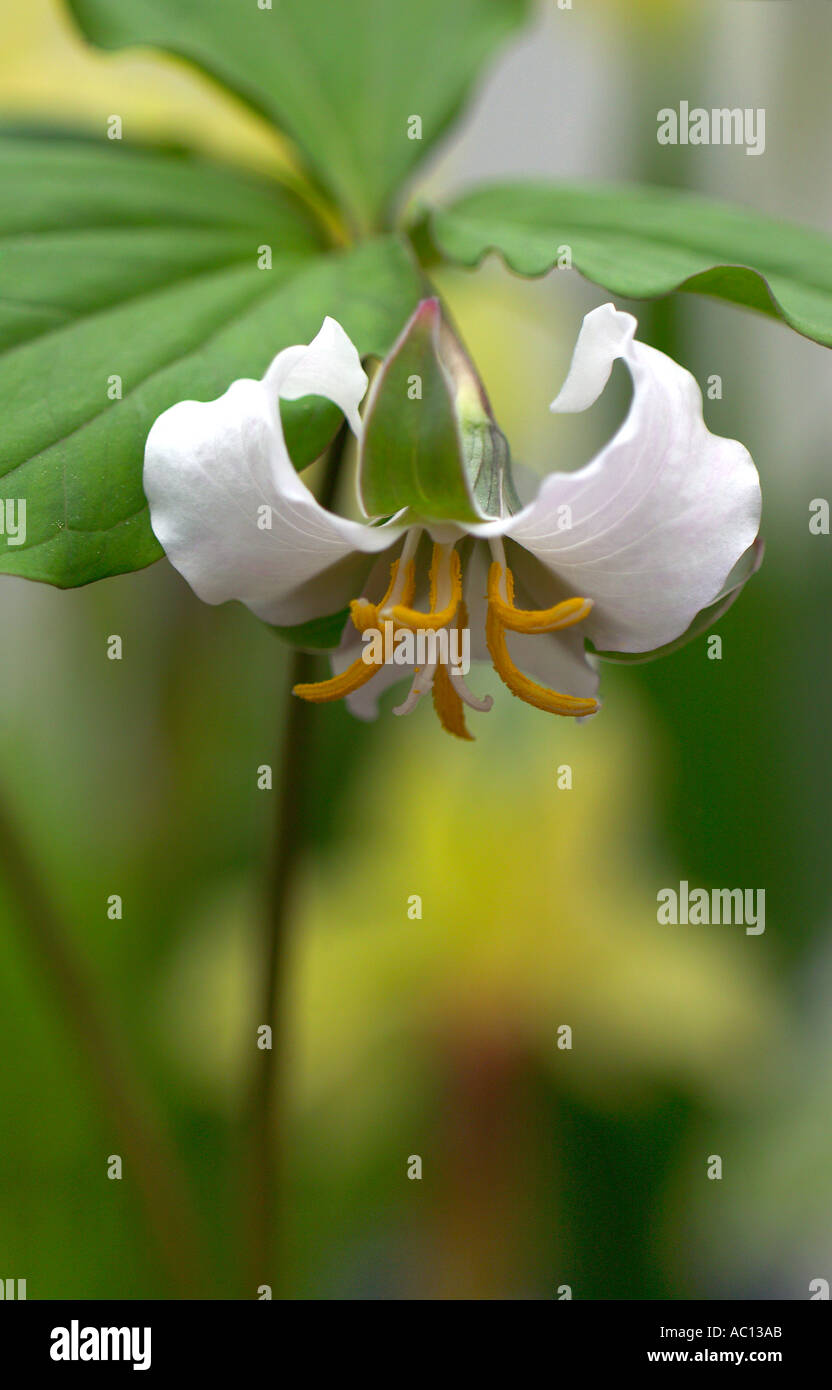 Trillium Calesbaei Trilliaceae Stock Photo
