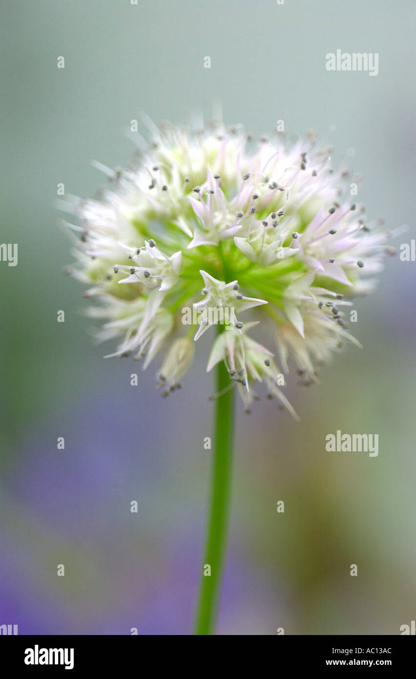Allium Douglasii Nevii Stock Photo