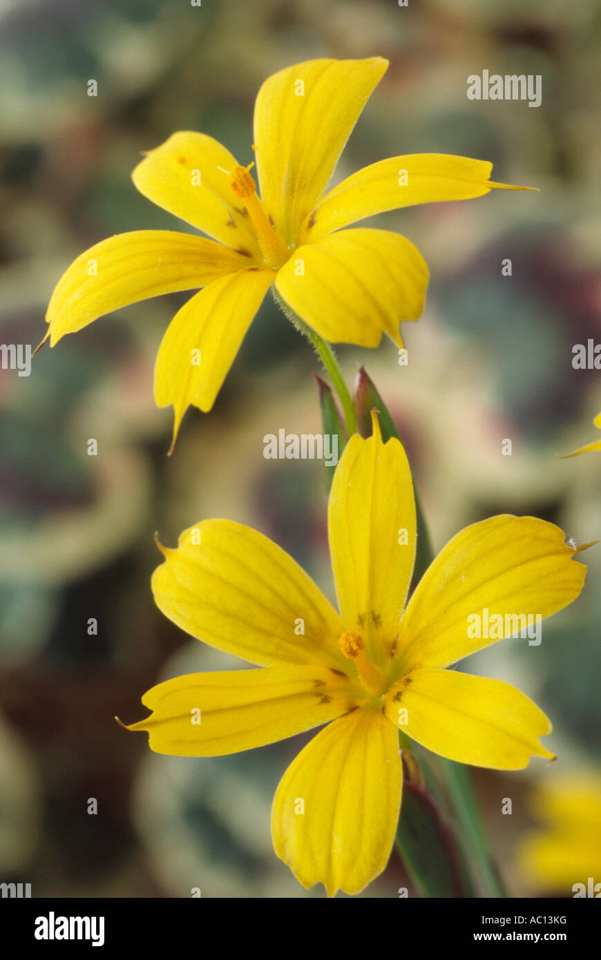 Sisyrinchium patagonicum. Close up of two small yellow flowers. Stock Photo