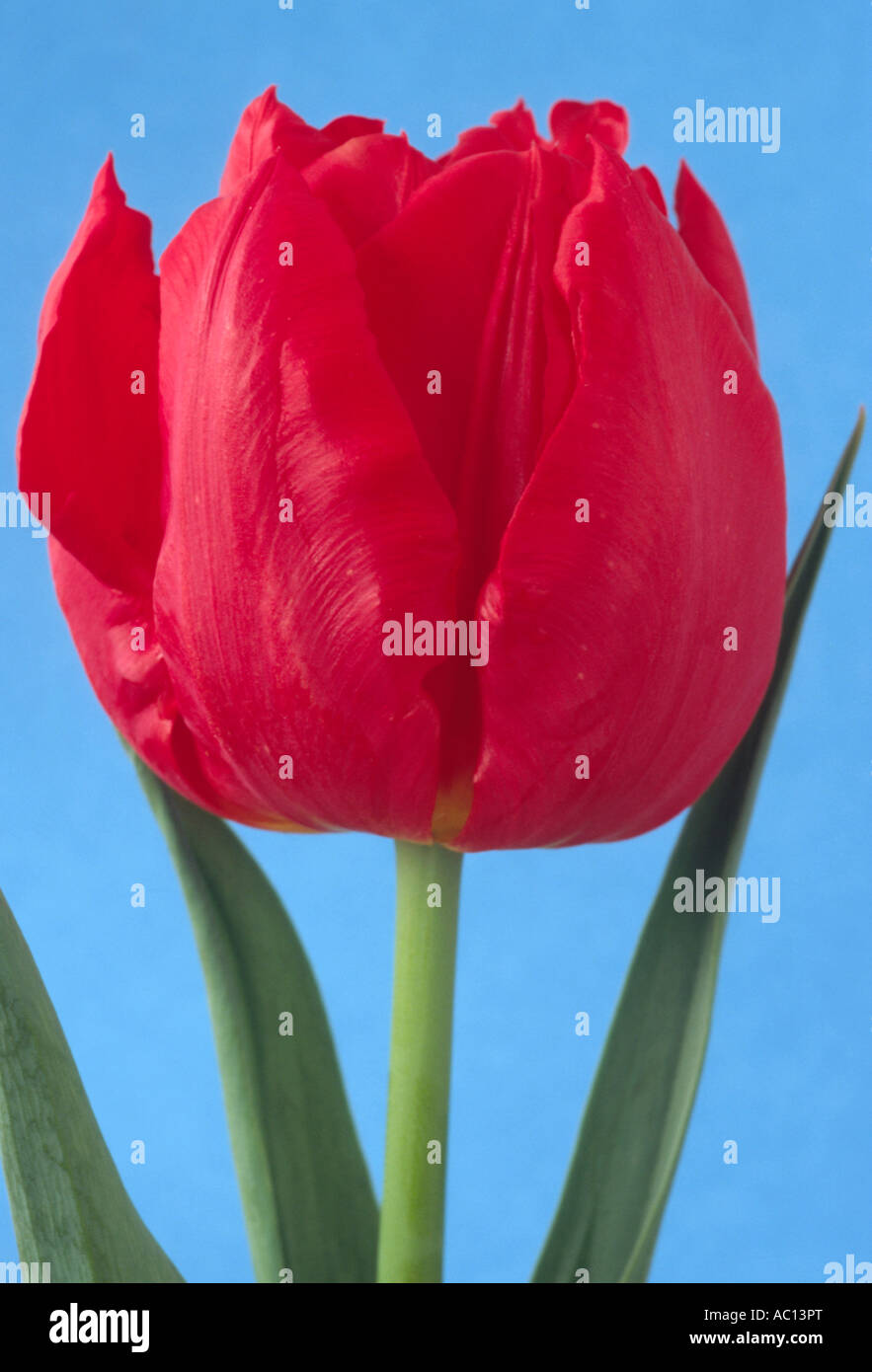Tulipa 'Abba' (Tulip) Close up of red double Division 2 two Double Early group tulip on blue background. Stock Photo